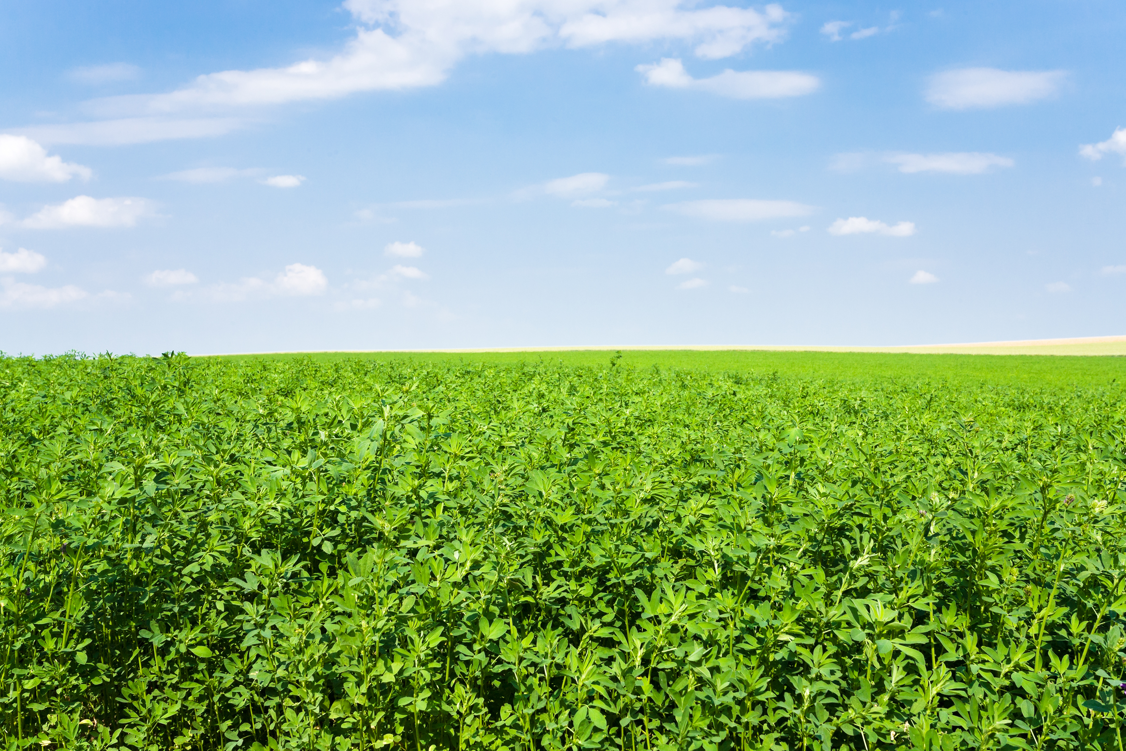 豪兴农业：紫花苜蓿可以成为餐桌美食，我不相信还有人不知道