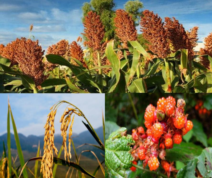 中国常见的斑鸠,斑鸠为何很少看到斑鸠巢穴