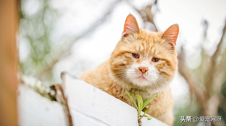 哪种猫咪又便宜又好看又方便养,什么猫咪又可爱又便宜又适合新手