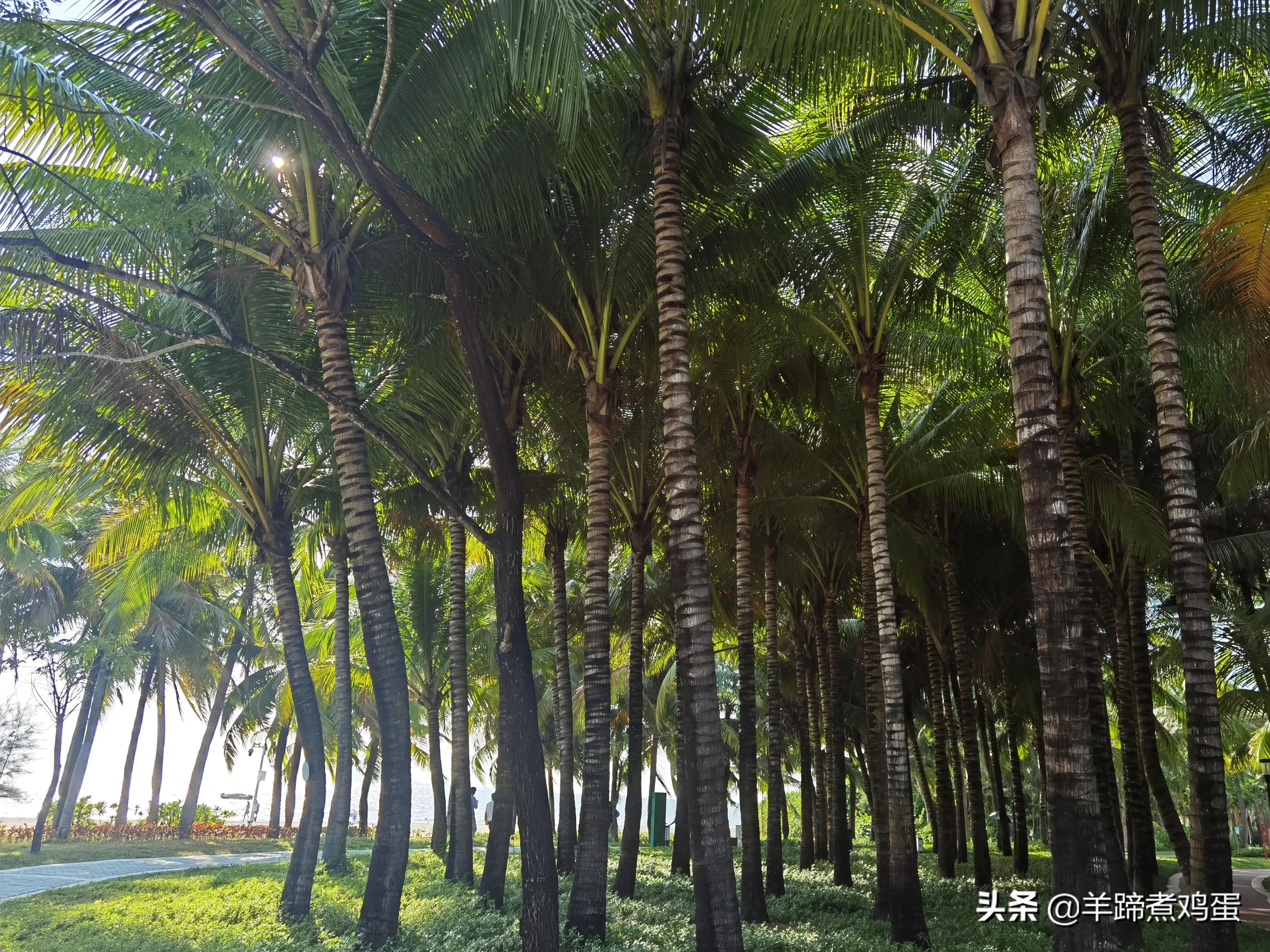 三亚椰梦长廊日落绝美,三亚湾椰梦长廊看夕阳最佳观赏点