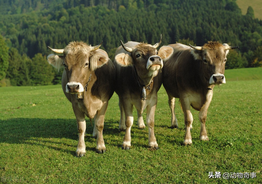 30多年前，为了抓住一只二三十斤的狡猾硕鼠，三爷爷把房子点了