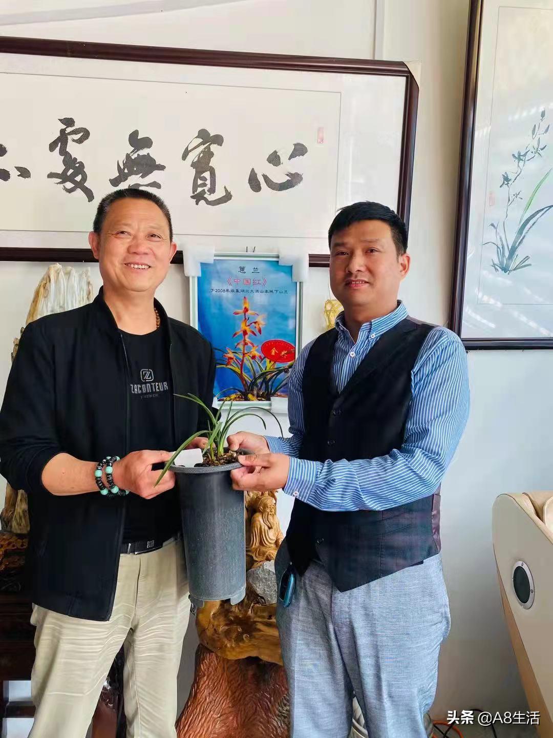 每日一品花卉,每日一品中国兰花春兰