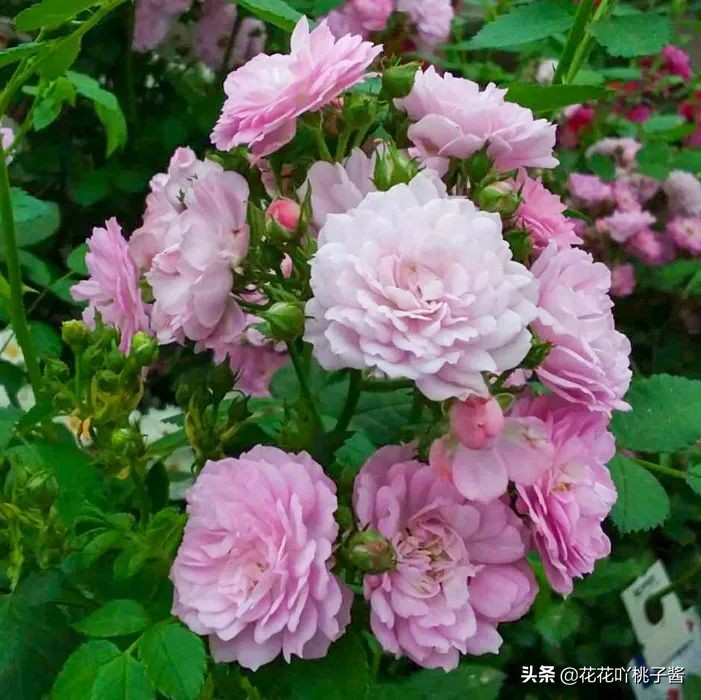 2019月季新品种金奖,超新品月季有哪些品种