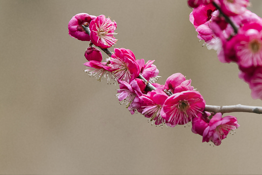 春色满园关不住表达什么之情,满园春色关不住一枝红杏是啥意思
