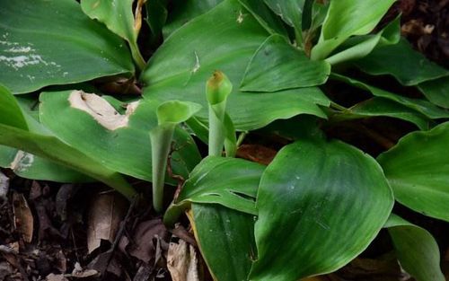 沙姜做调料放多少才合适呢,调料中的洋姜是什么植物