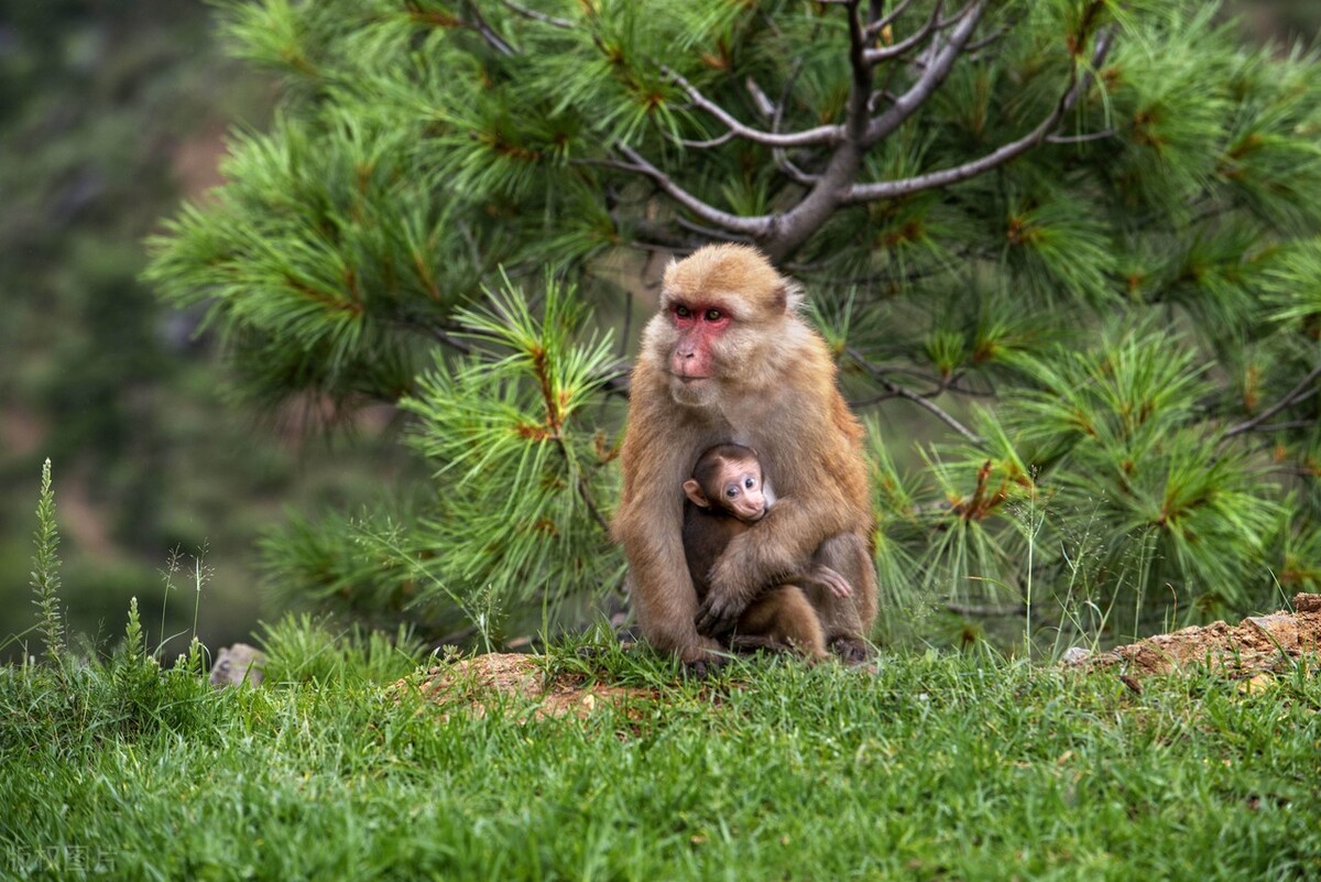 西游记里的妖魔鬼怪有多少个,西游记里的妖魔鬼怪