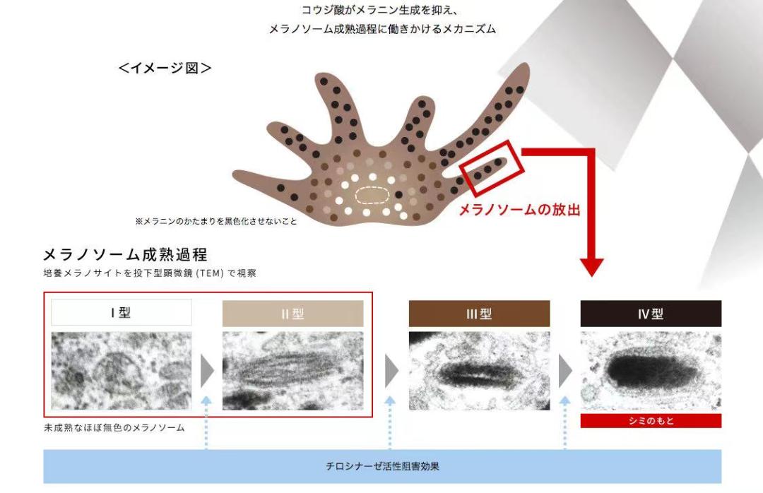 美白还抗老紧致的精华,美白身体猛药