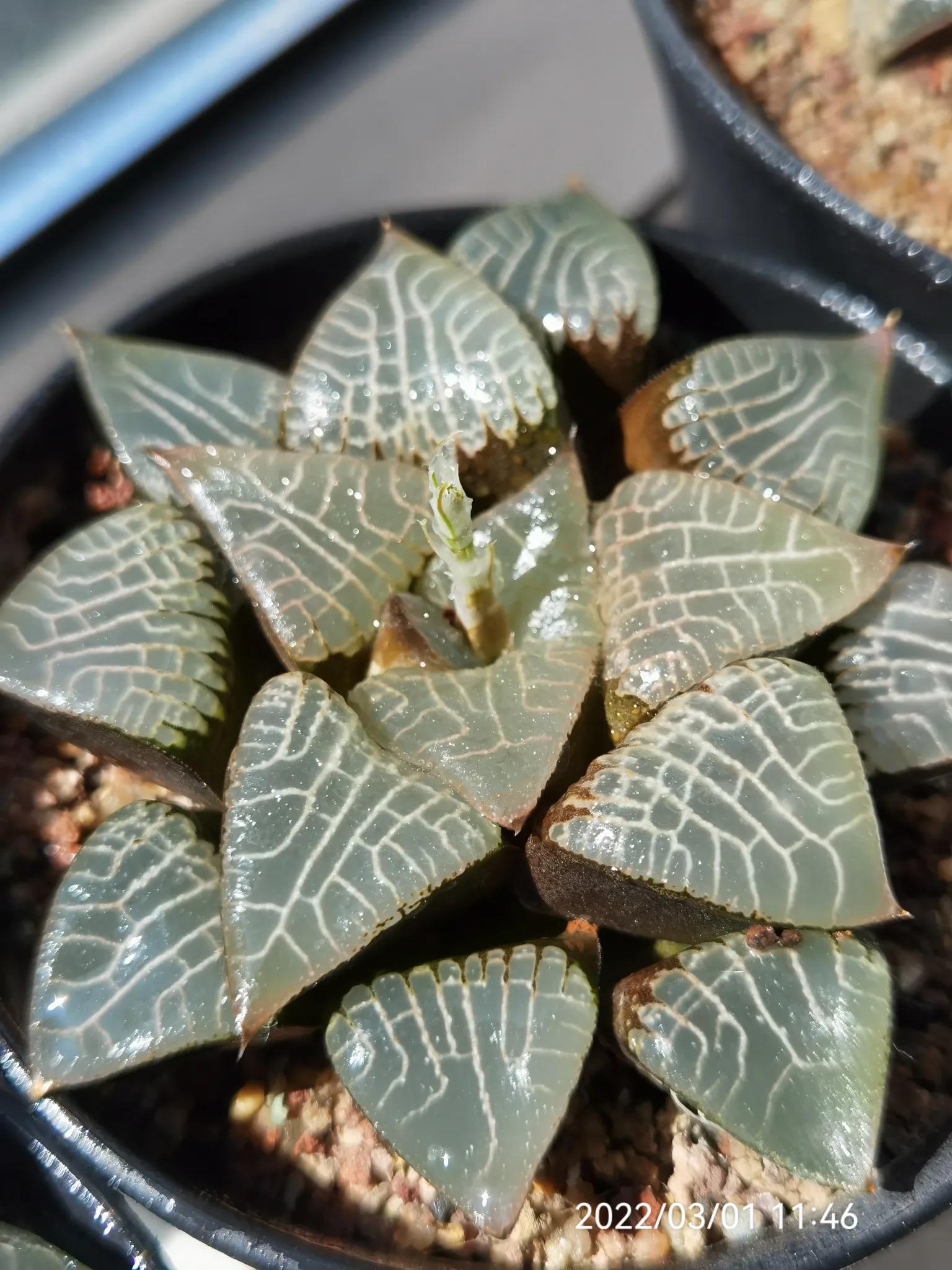 玉露种子怎么种,从种子开始种玉露