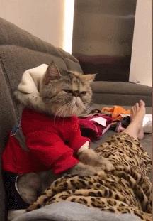 动物冷知识熊猫动画,动物冷知识黑暗