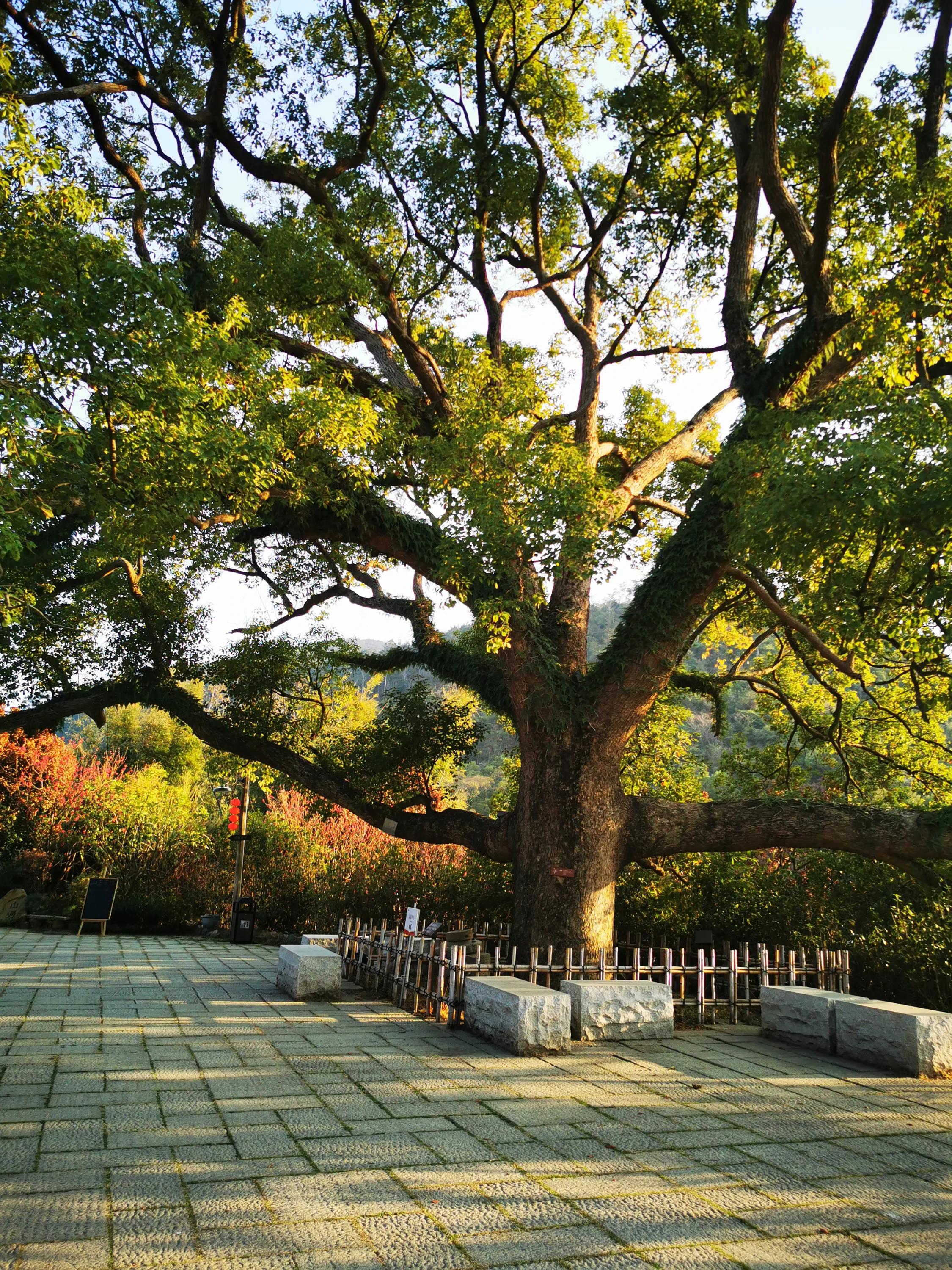 马航到底去哪里了官方,澳媒mh370马航最近消息