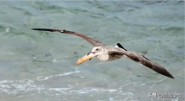 凶残的动物捕猎现场,盘点动物捕猎瞬间的迷惑行为