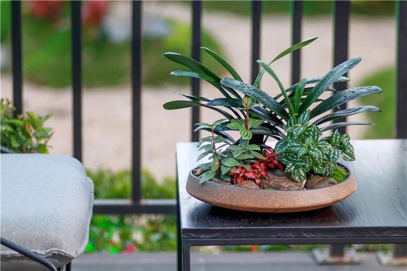 从小花店到年入900万元园艺名企，看温州绿趣的两次转型