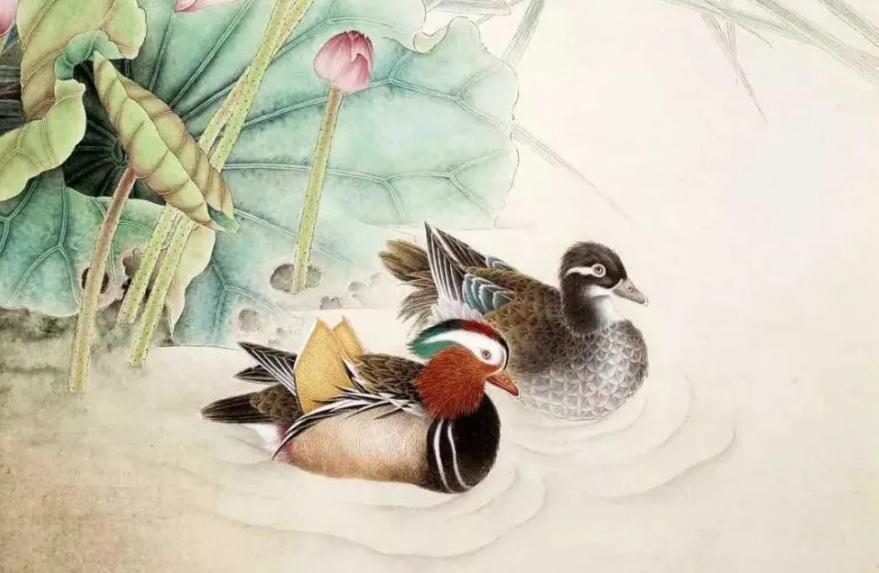 鸳鸯是什么类动物,鸳鸯和水禽图片