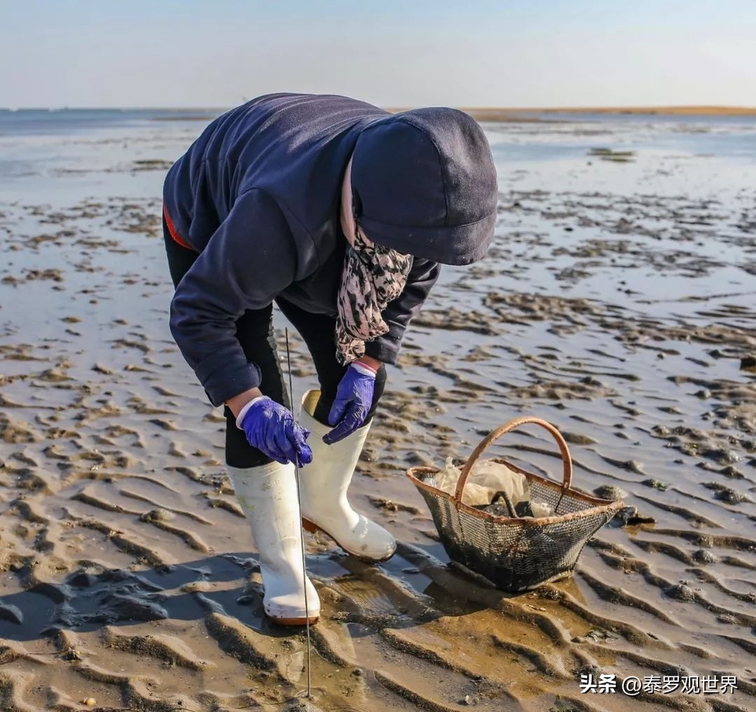 一天挖2000斤海肠？狂赚十几万？无视劝阻赶海，有人因此死亡