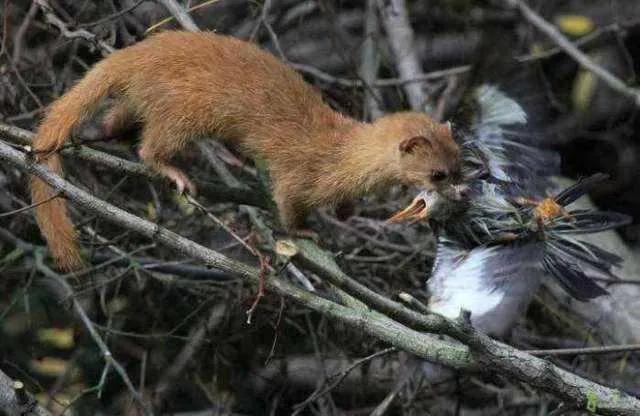 黄鼠狼给鸡拜年动画,黄鼠狼给鸡拜年故事完整版