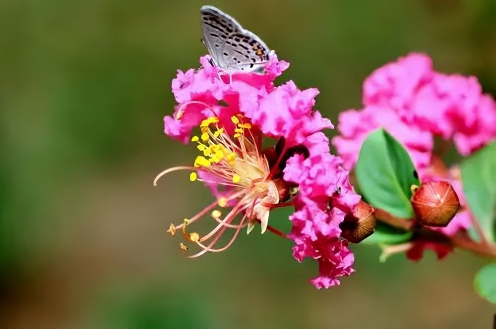 一根枝条扦插生根,随便一根枝条便能扦插成活