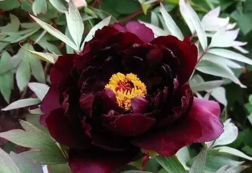 牡丹花国花的寓意,中国的国花是牡丹吗