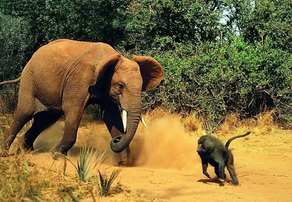 草原暴君？撵狮群，踹河马，压断犀牛肋骨，连路过的狗都要挨巴掌