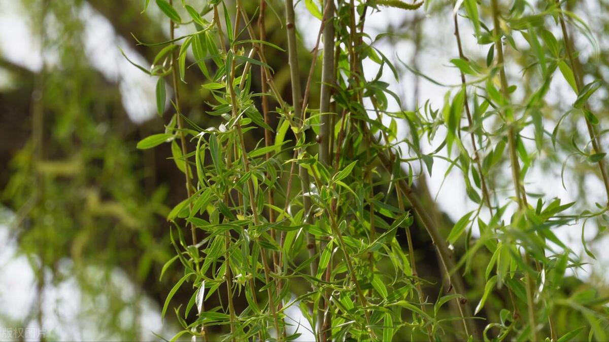 五树进宅人穷家败有什么说法,五树进宅人穷家败的寓意