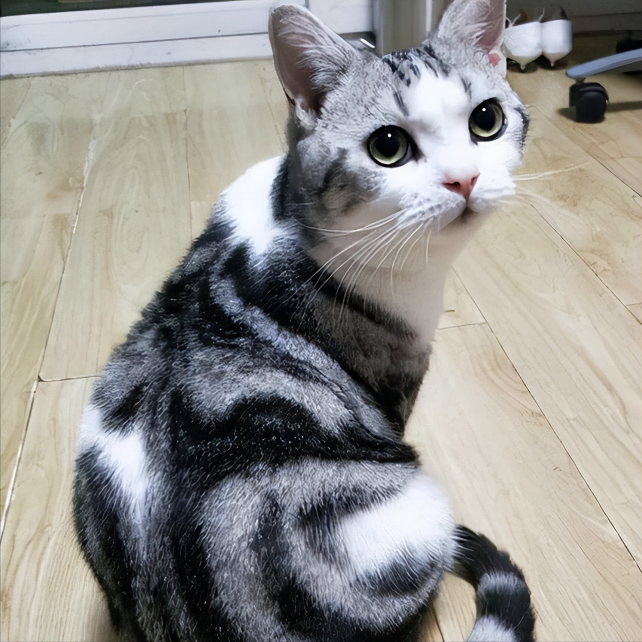 新手养猫选择哪种猫平价,买猫推荐不怎么掉毛