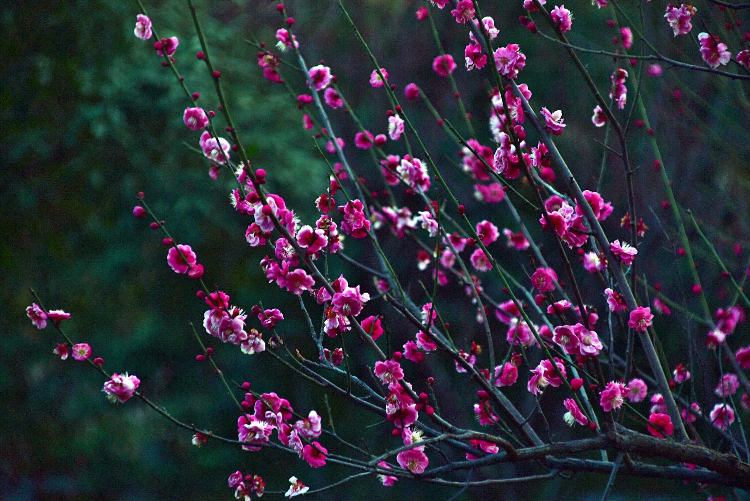 花卉摄影秋日的浪漫,花卉摄影春暖梅花开