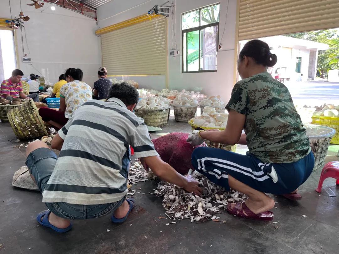 去海南探访椰子潮流背后的秘密,去海南要知道什么