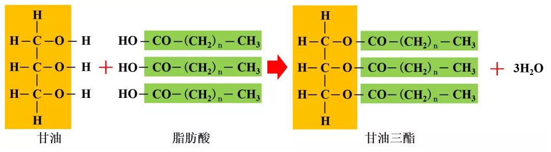 高中生物必修一全部知识点,高中生物必修一第四章第一节