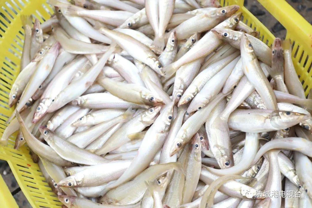 开海了一大波肥美海鲜上岸,开海去哪买海鲜