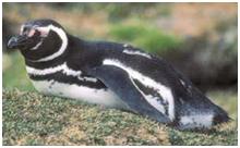 鸟类在分类学中统称为什么,鸟纲分类总表