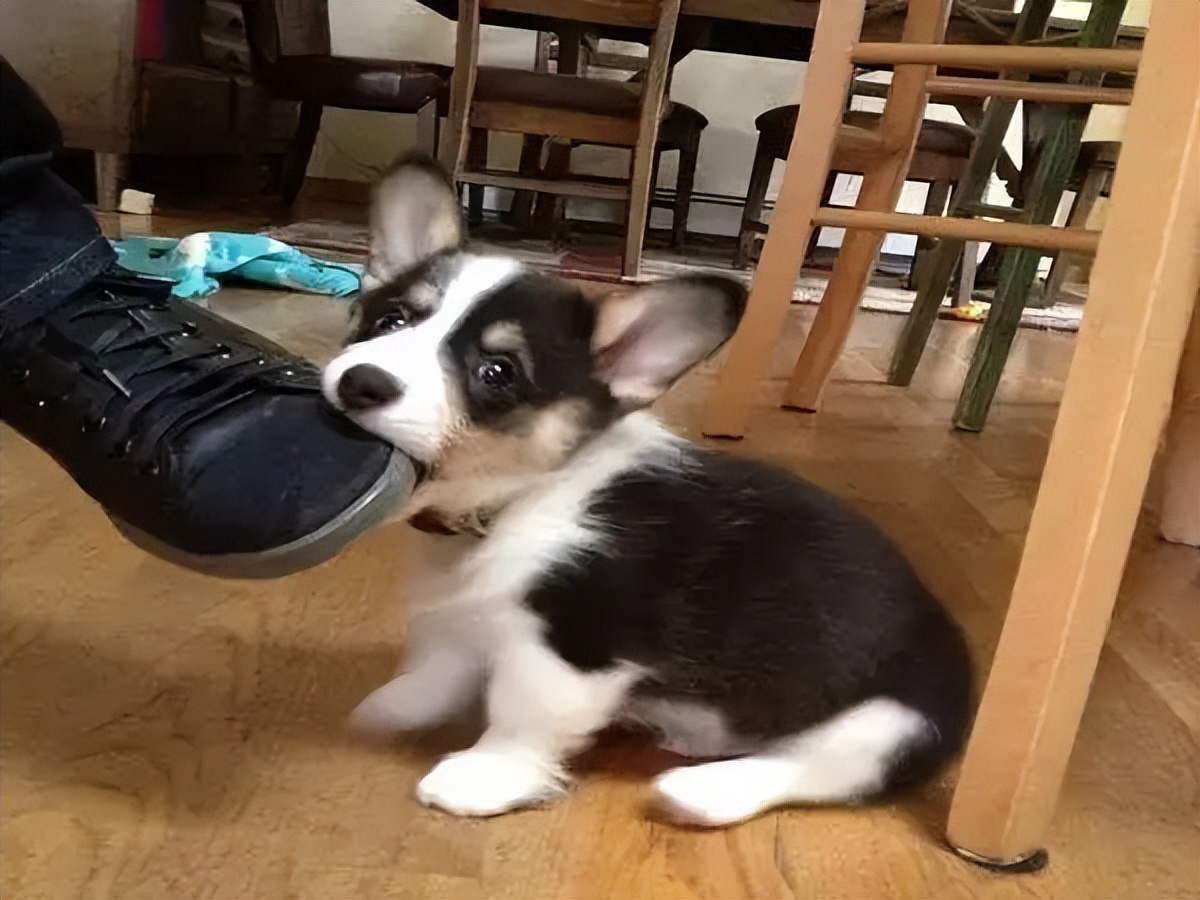 幼犬啃脚趾,幼犬咬手咬脚行为纠正方法