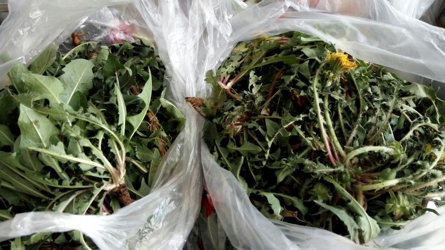 蒲公英八大养生好处,蒲公英用药禁忌