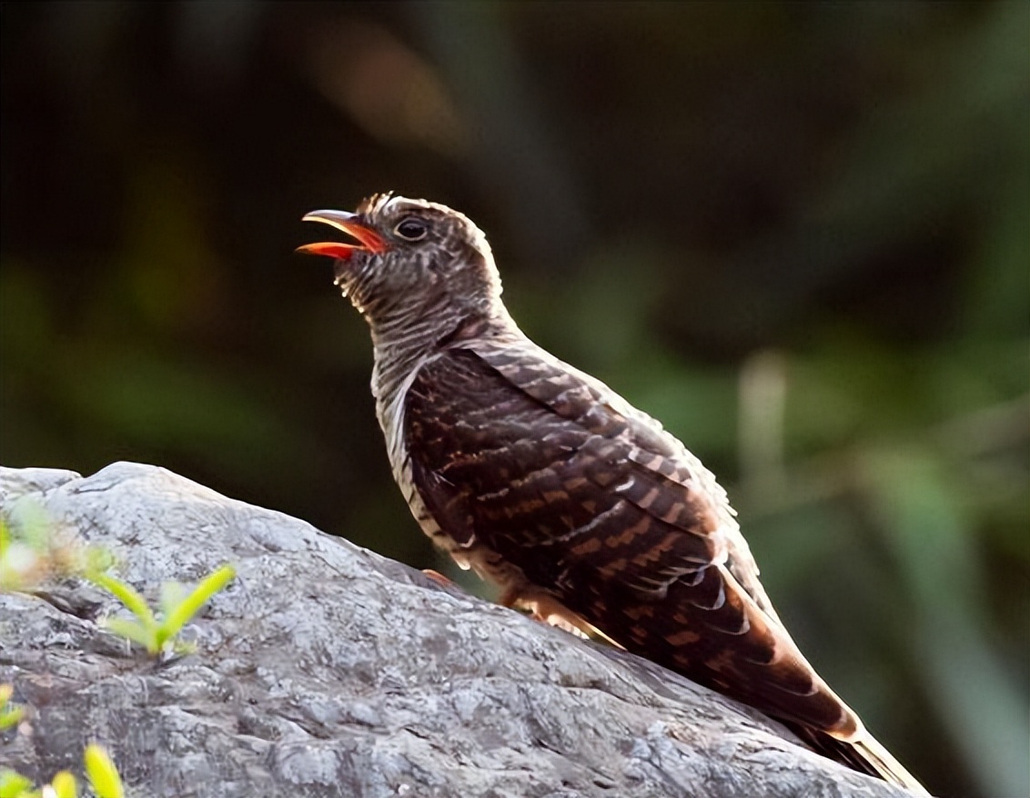 杜鹃鸟鸠占鹊巢是真实的吗,杜鹃鸟鸠占鹊巢同归于尽