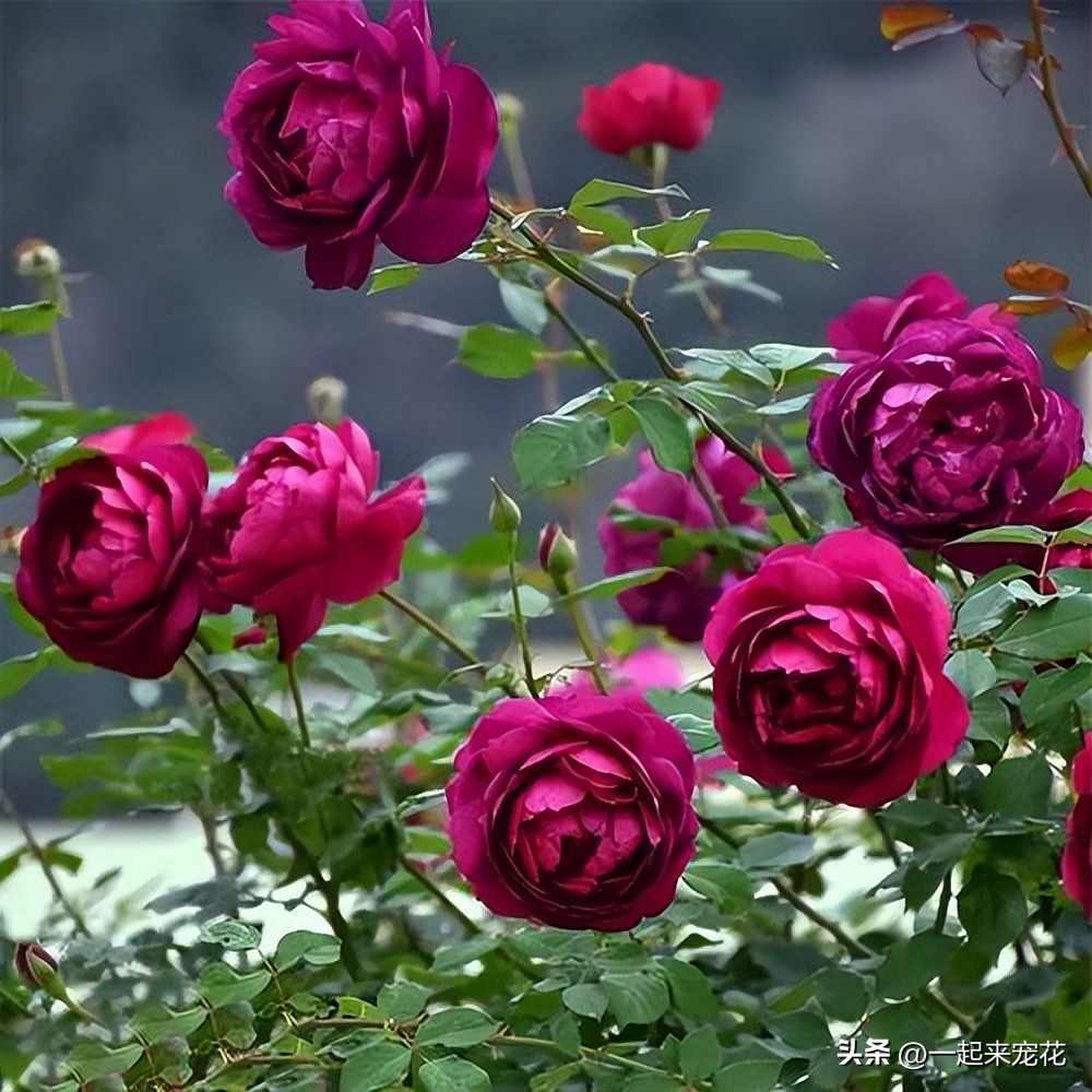 十大好养的月季,小众很仙月季