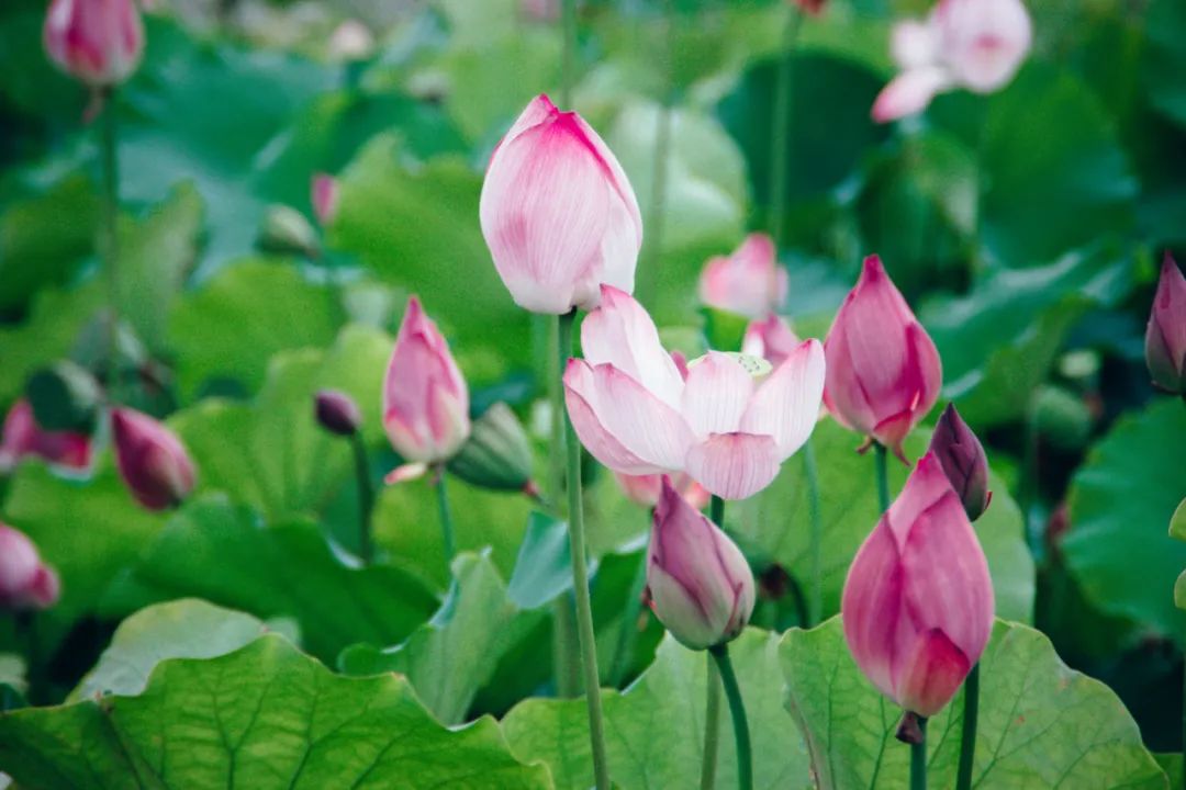 荷风莲香唯美了整个夏天的下一句,最美荷花诗词大全简单一点