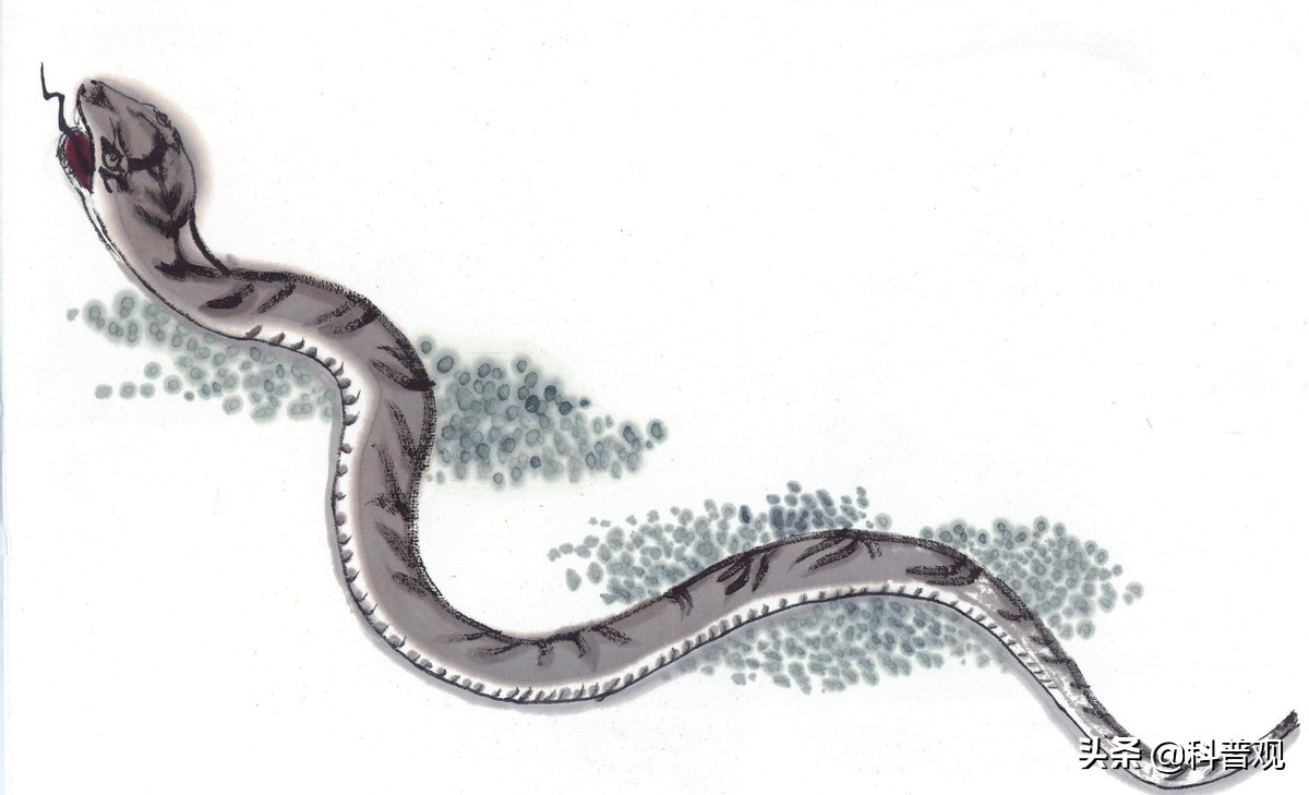 又是蛇！江西老人在被窝里摸到蛇，这种情况该如何处理？