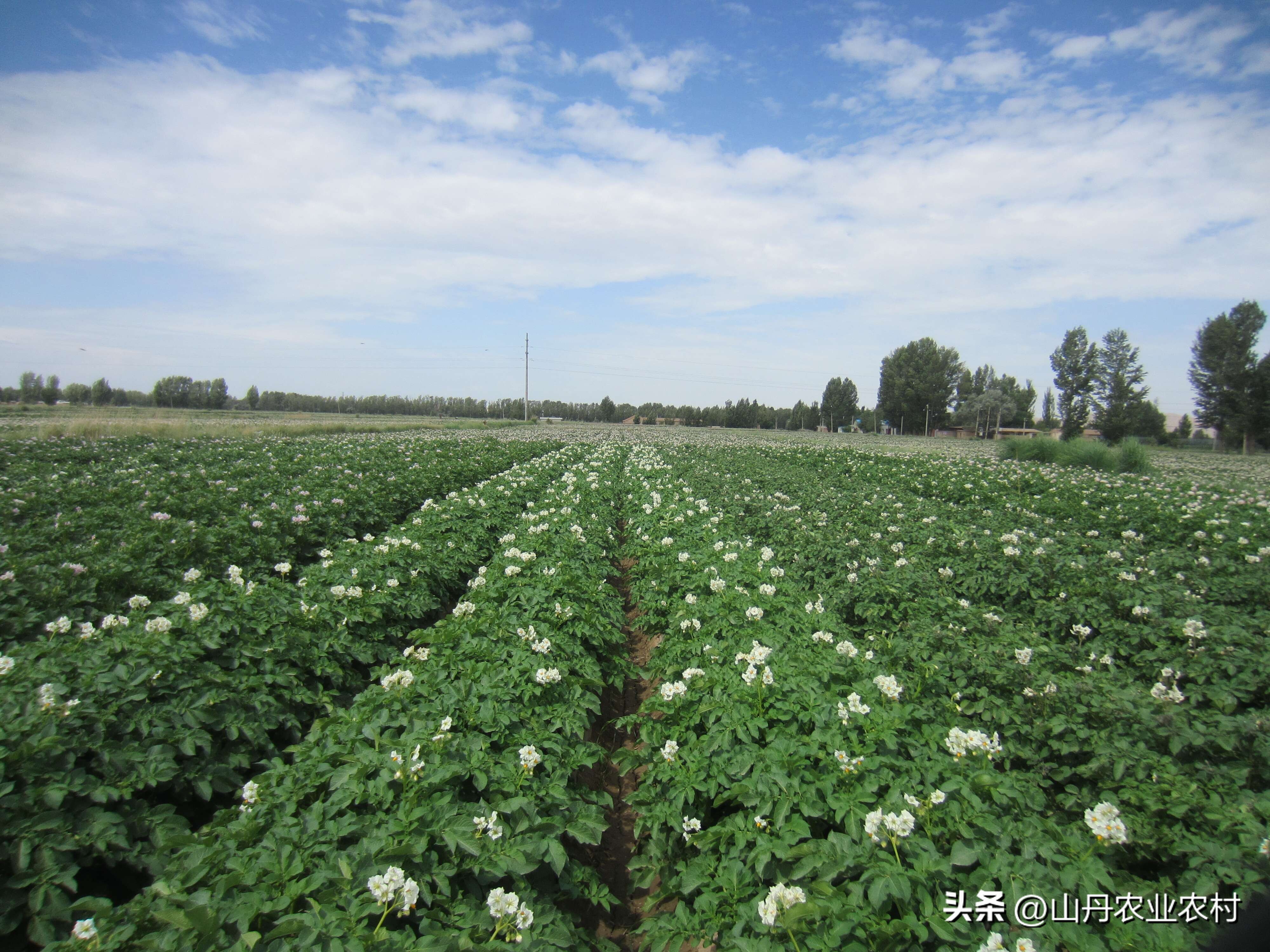 共谋马铃薯产业发展战略,加工型马铃薯产业发展思路