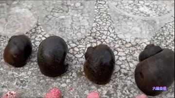 厦门一市民点炒田螺，餐厅却用非法福寿螺代替，被监管部当场销毁