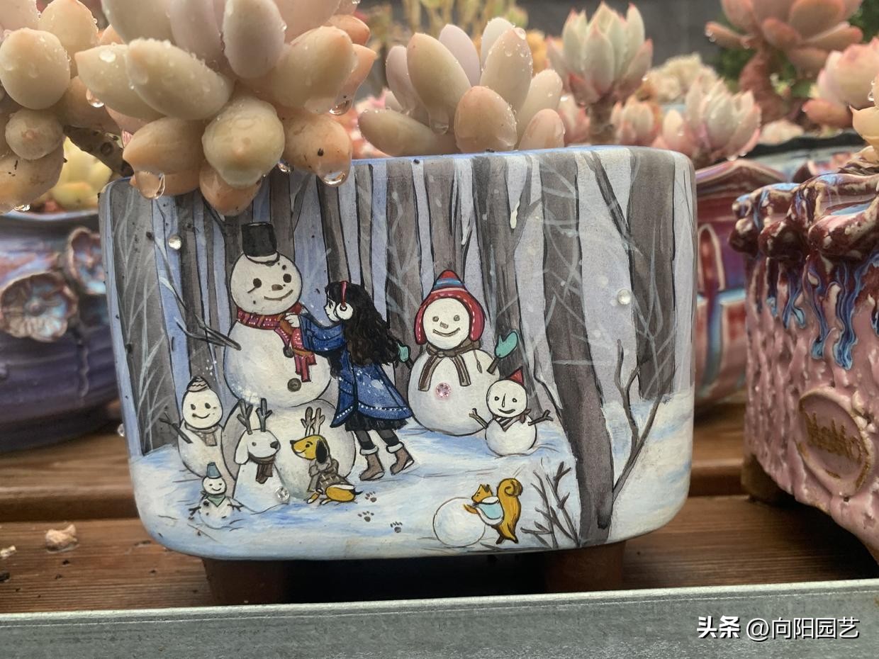 粗陶盆和塑料盆养多肉哪个好,种多肉塑料盆好还是麦饭石盆好