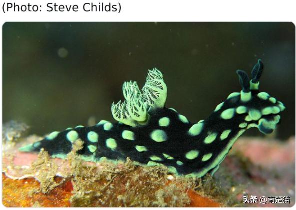 分享各种各样的动物,保证你没见过的20种新动物