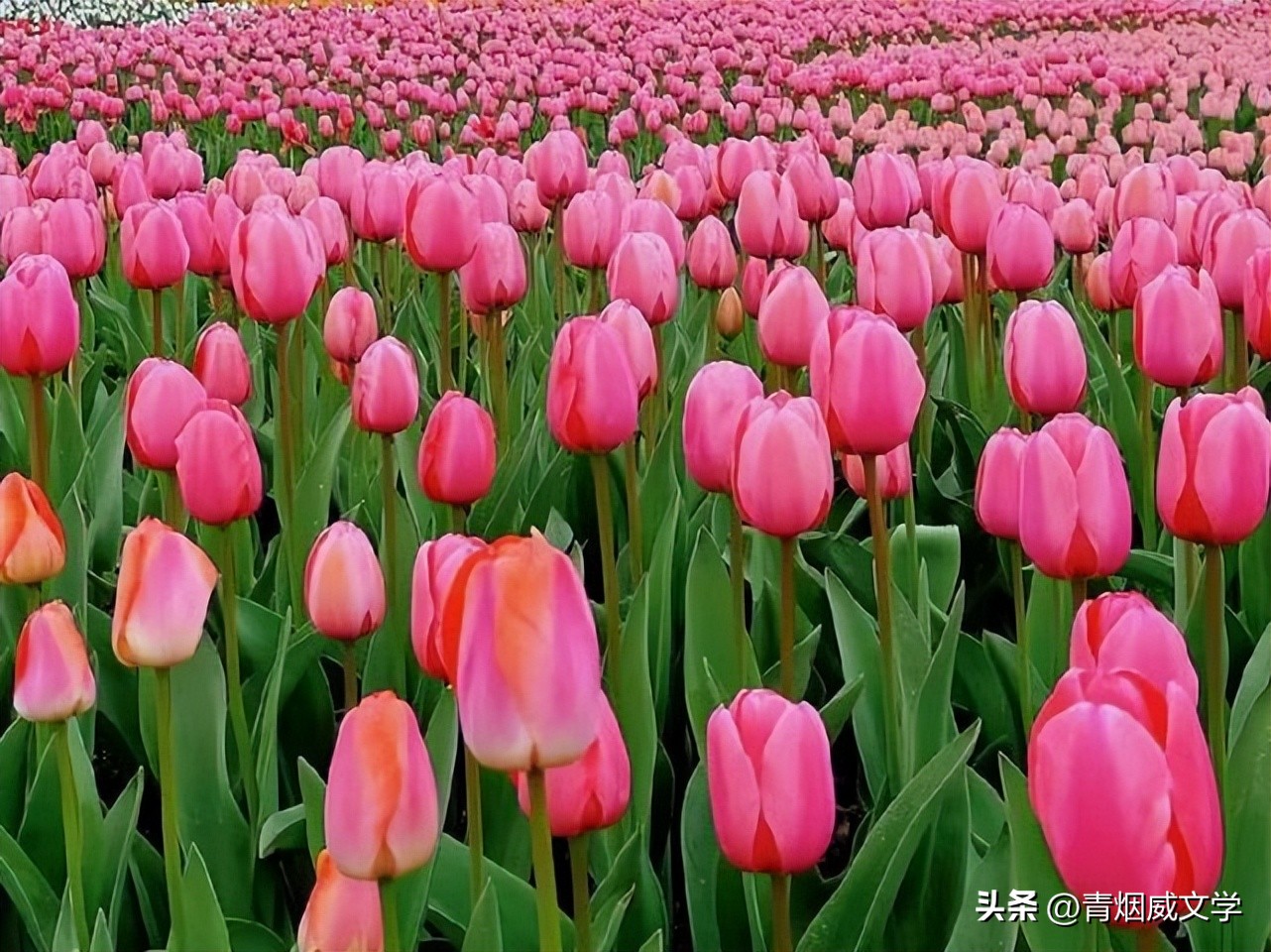 兔年春诗句,兔年迎新春古诗词