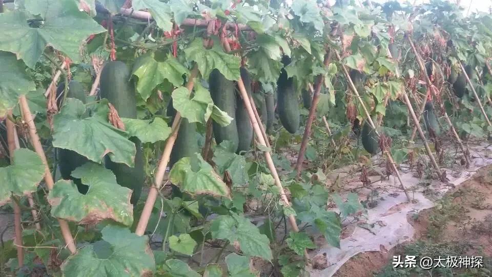 我理想的退休生活,退休后最理想的生活是什么