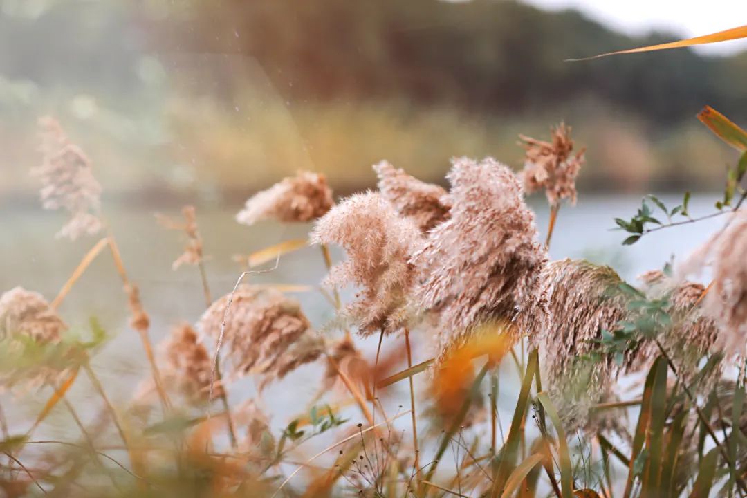 春来夏往，秋收冬藏，带你感受沙家浜的四季，别错过身边的美好