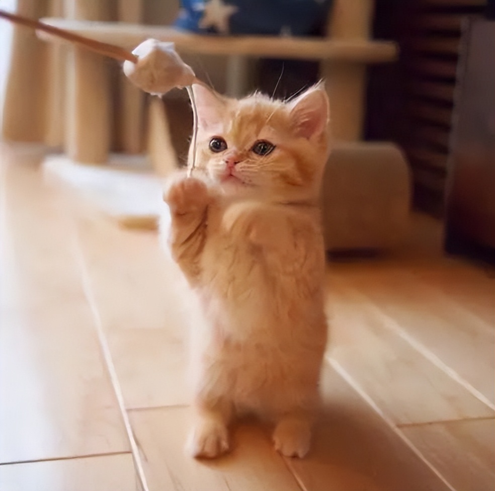 什么样的猫最好养又吉祥,什么猫好养比较聪明旺财