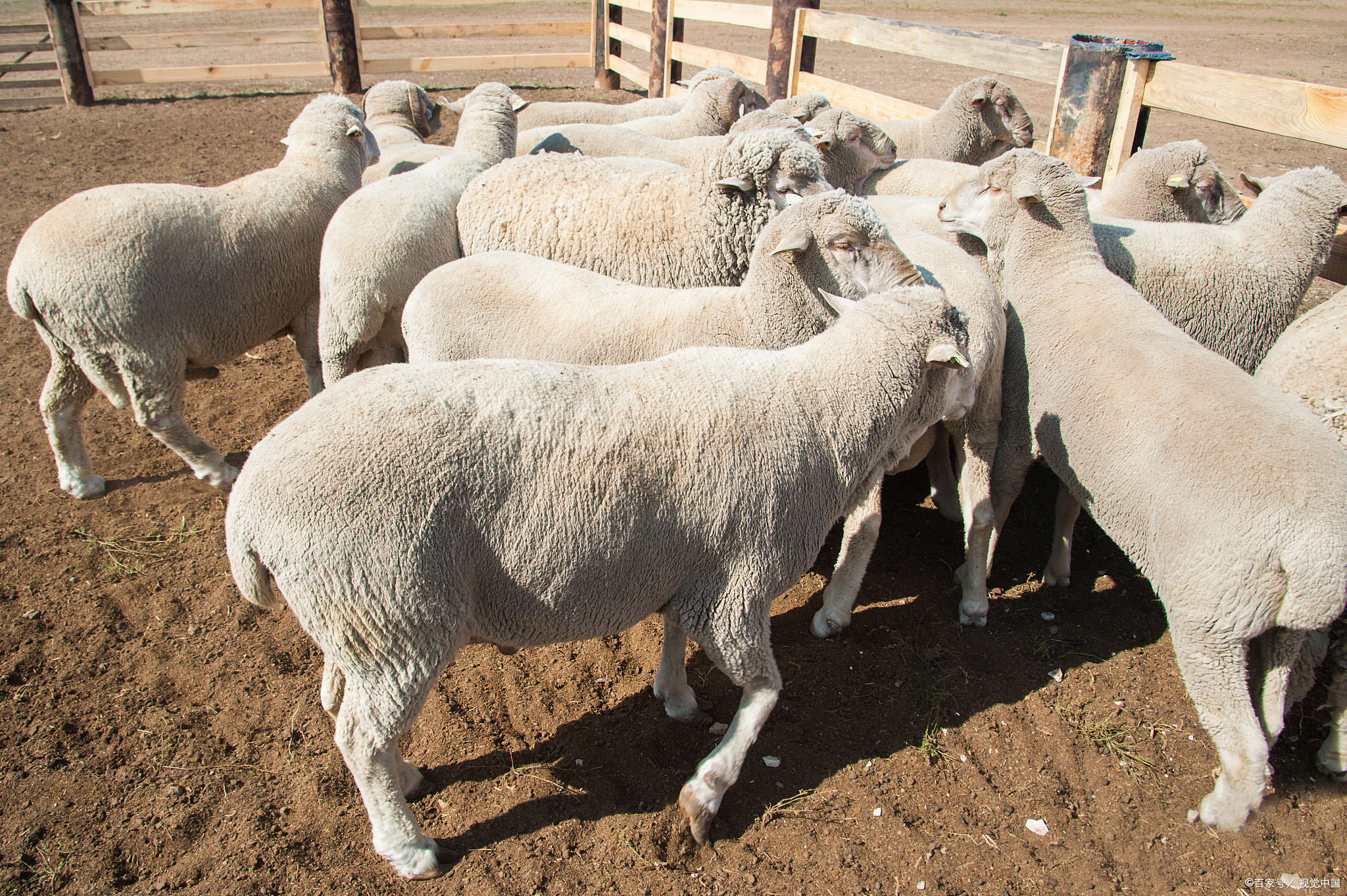 牛羊市场低迷养殖户如何面对,饲养牛羊价格走势预测表