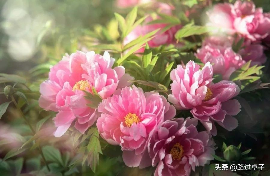 玉兰花樱花梅花,玉兰花桃花杏花视频