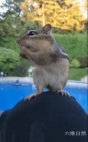 花栗鼠吃不吃瓜子,花栗鼠为什么吃花生