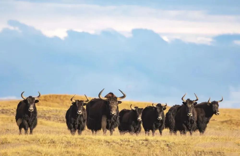 可可西里藏羚羊盗猎事件视频,可可西里狼被带走