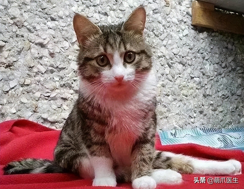 这只叫“长生”的猫咪，真实身份是美人鱼