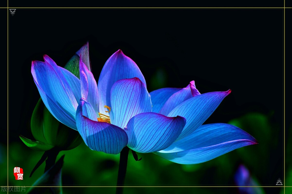 适合暗恋表白送的花,象征暗恋的花有哪些