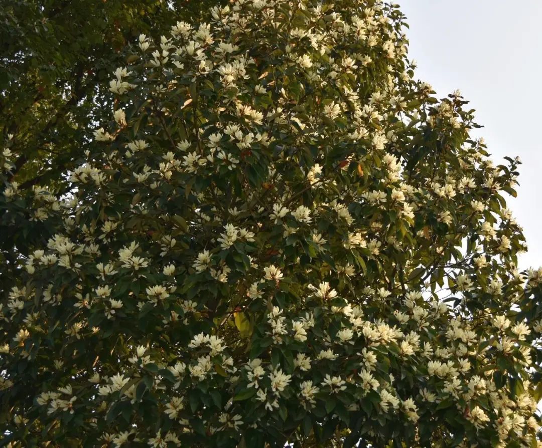 开花植物大全100种,实用分享30款小型开花树种介绍